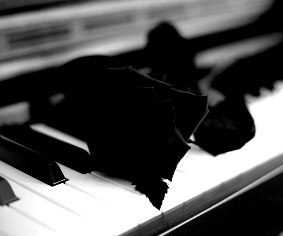 Роза на клавишах пианино обои