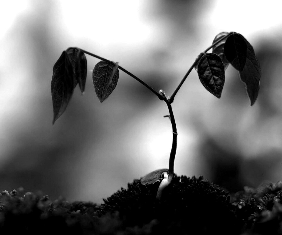 Молодой росток обои