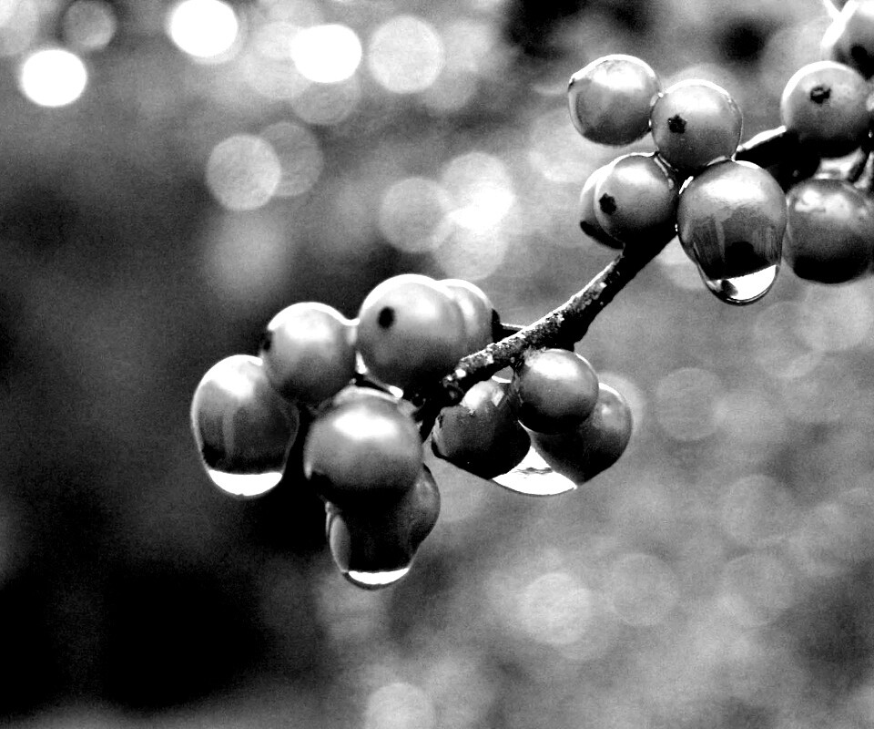 Капли росы на ягодах рябины обои