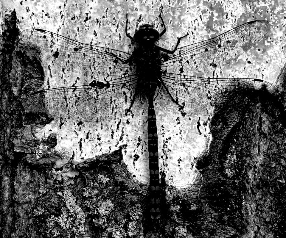 Стрекоза на дереве обои