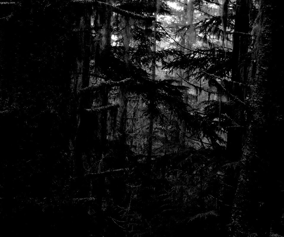 Дремучий лес обои