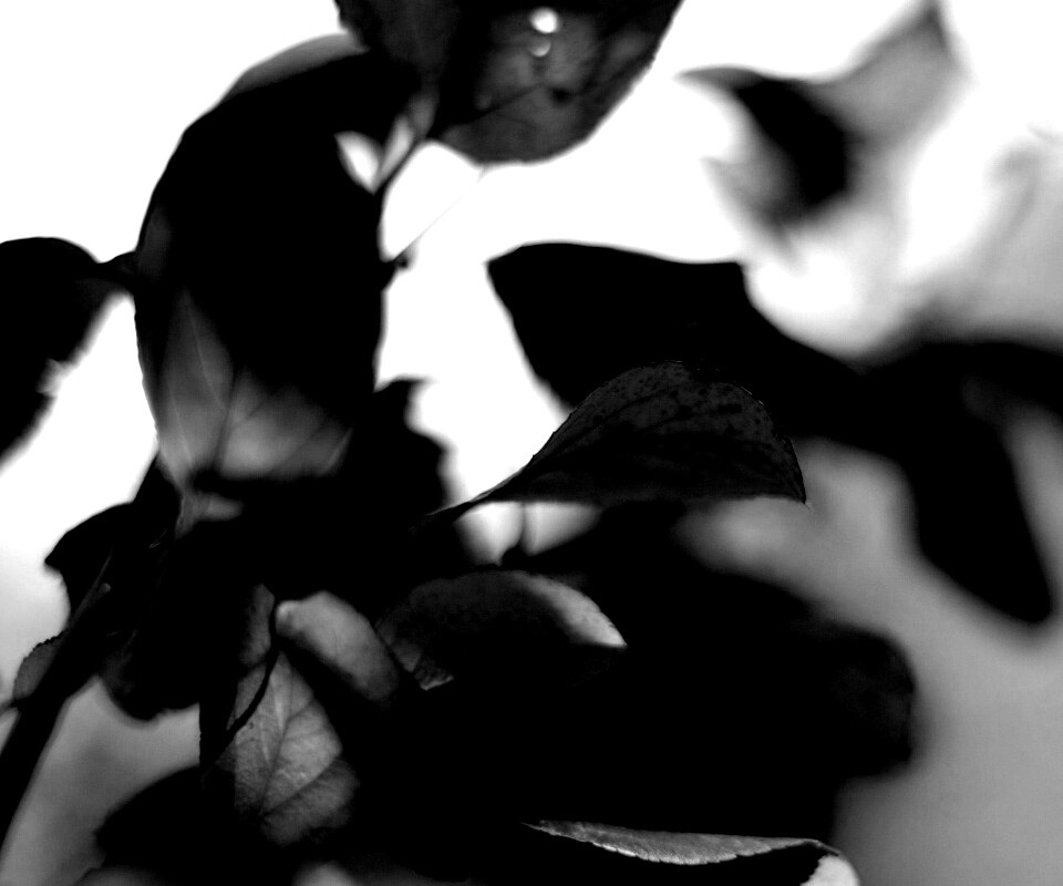 Увядающие листья обои