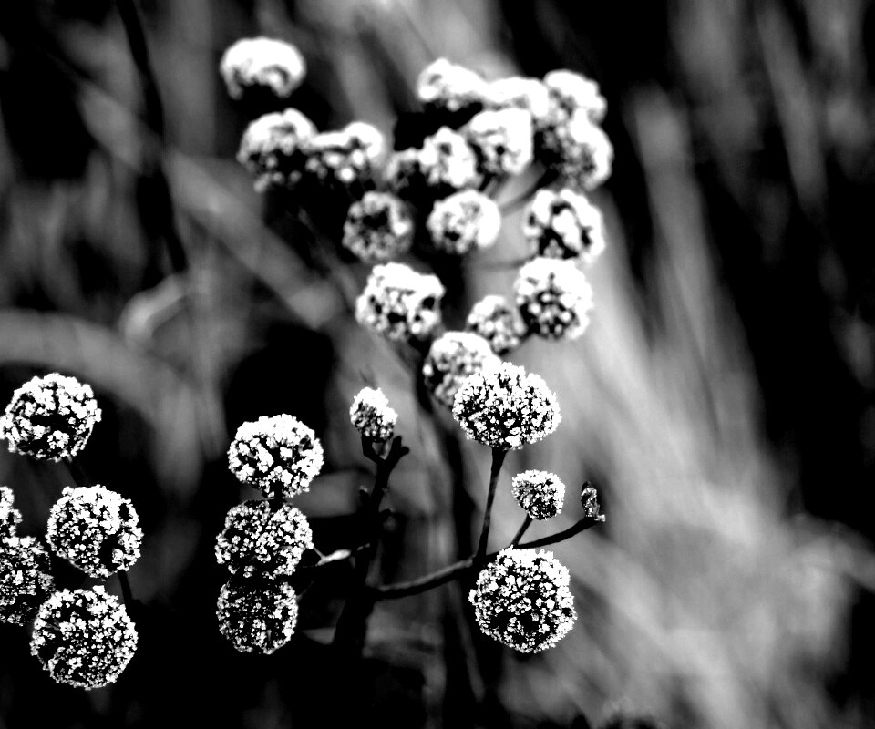 Ледяные цветы обои