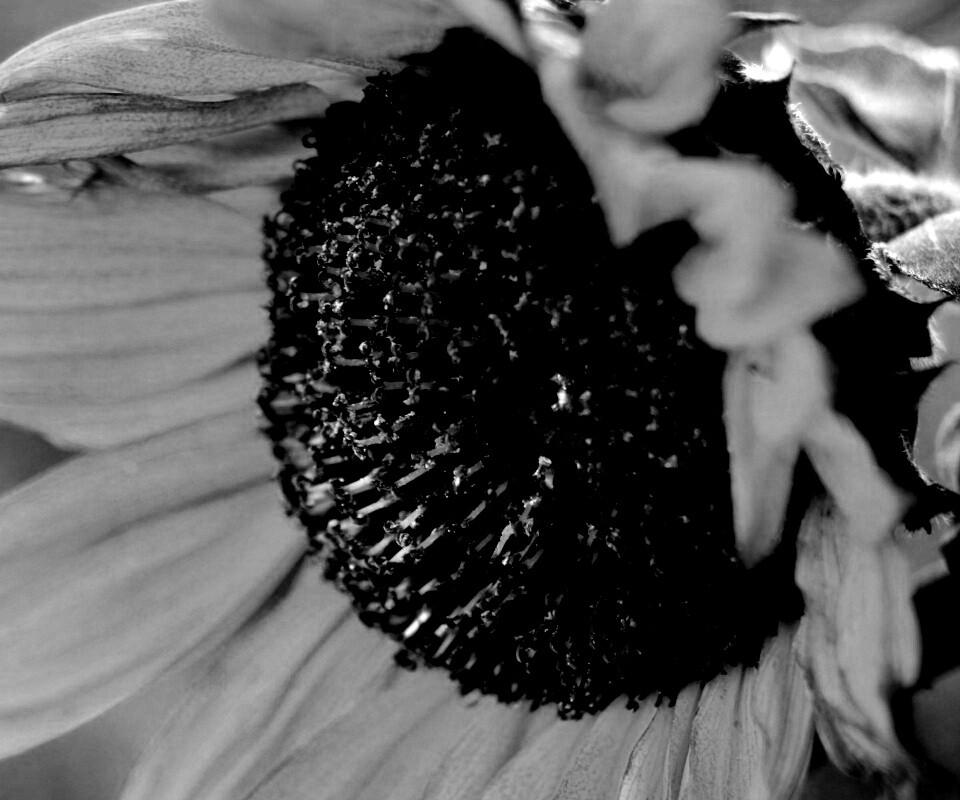 Подсолхну осенью обои