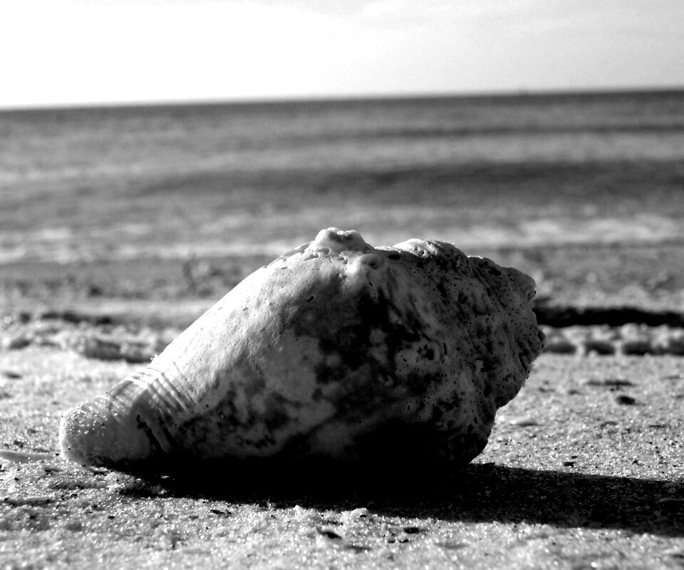 Морская раковина на пляже обои