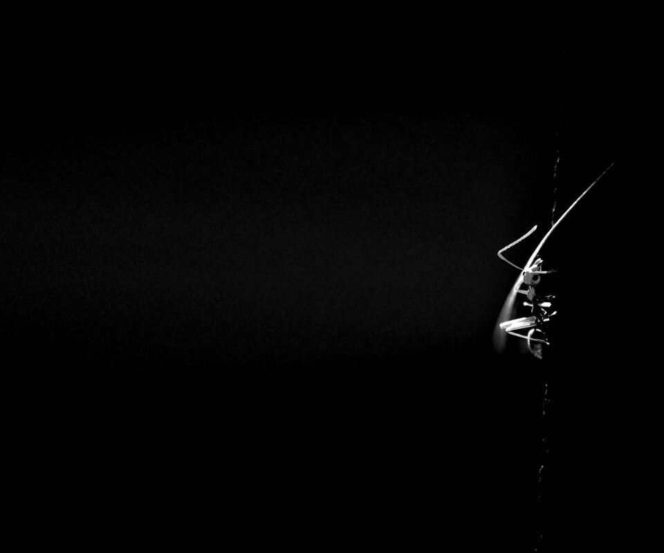 Муравей-пожарник обои