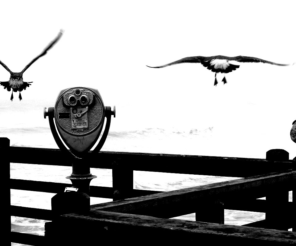 Чайки на перилах пирса обои