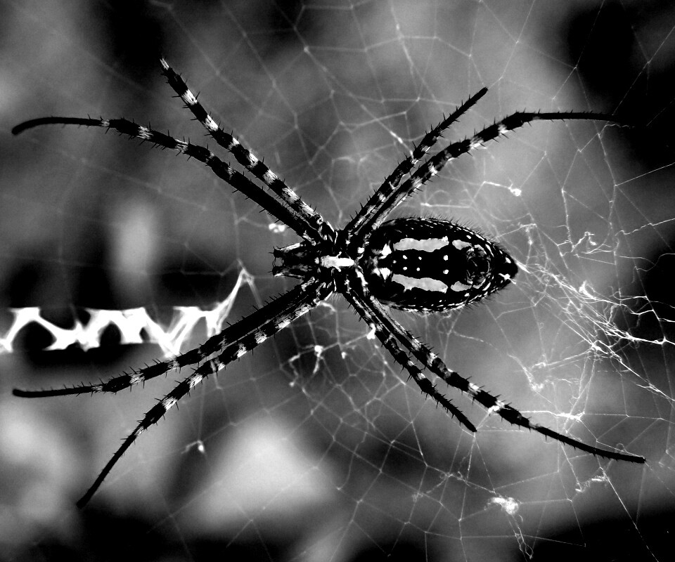 Огромный паук обои