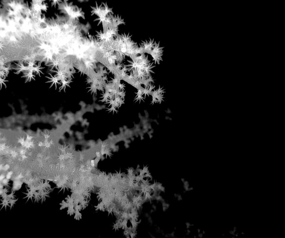 Кораллы обои