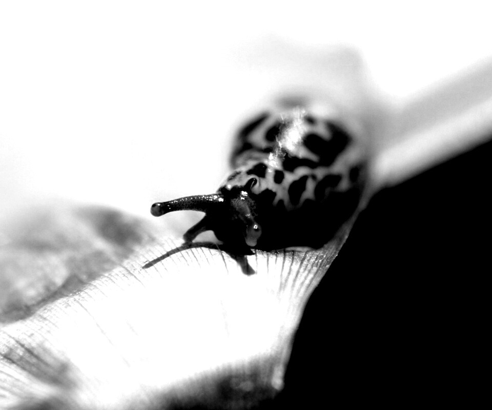 Ползущая улитка обои