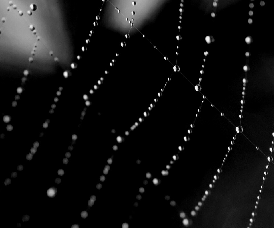 Паучья сеть обои