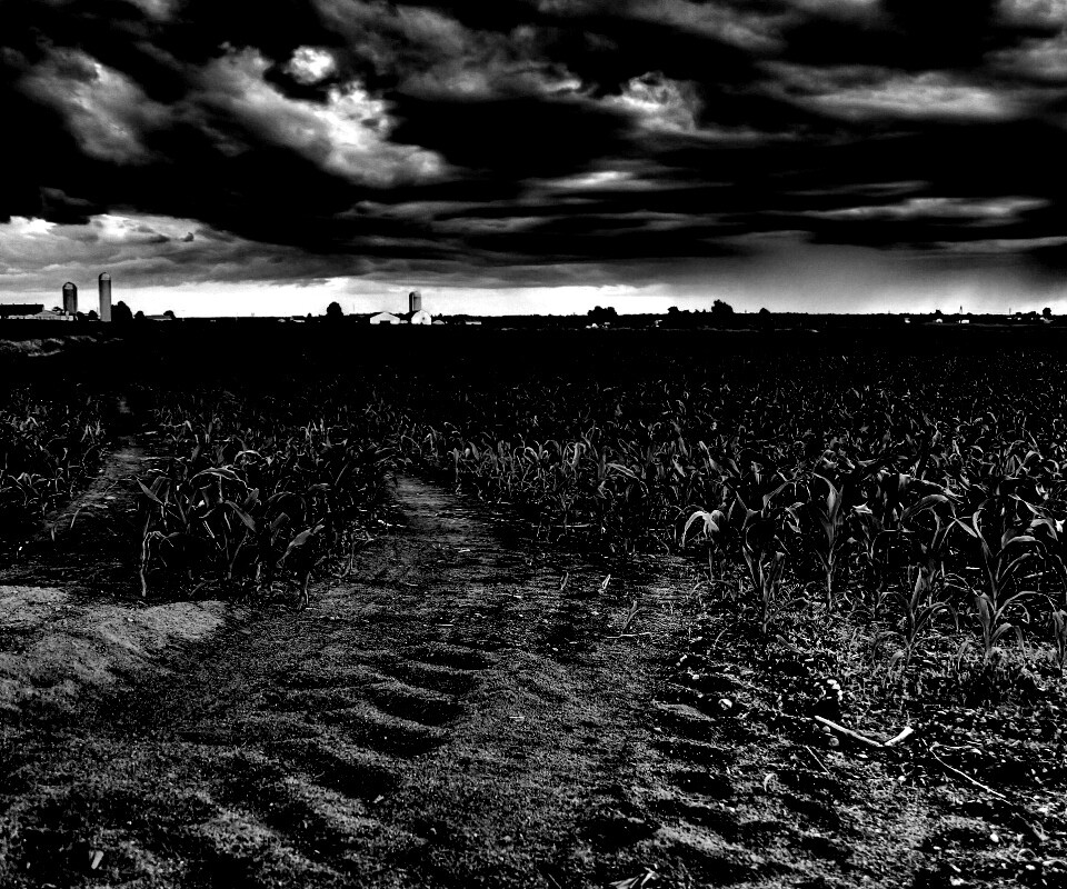 Кукурузное поле у фермы обои