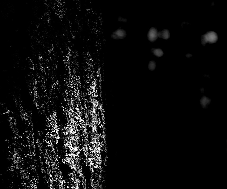 Ствол дерева обои