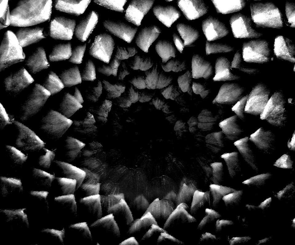 Сердцевина цветка обои