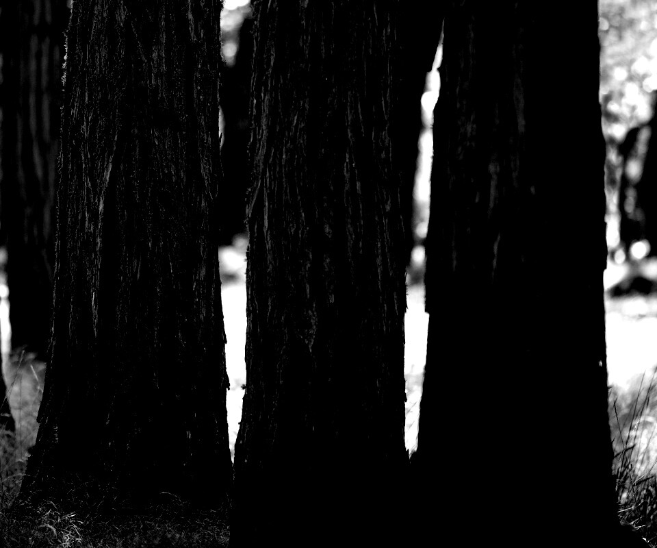 Стволы деревьев  обои