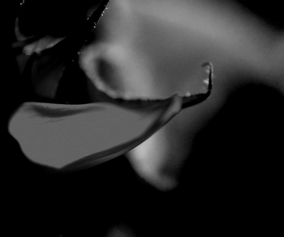 Солнечный цветок обои