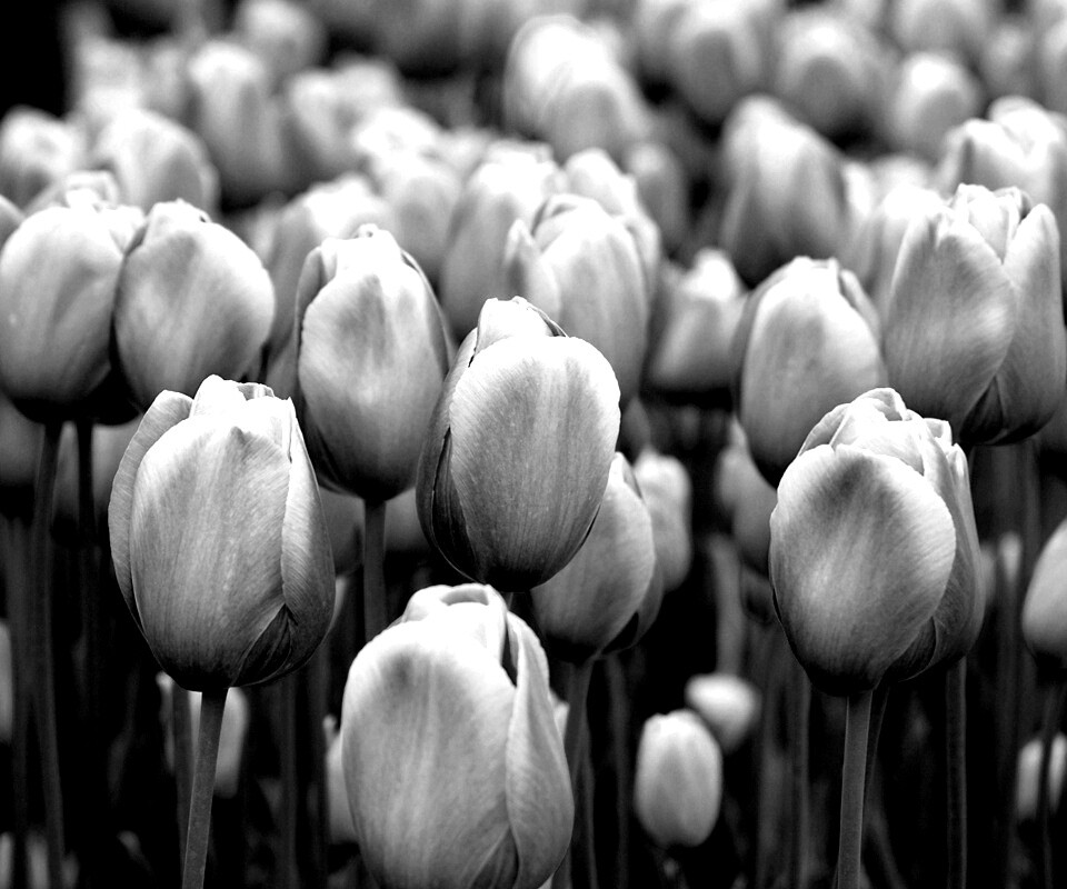 Море розовых тюльпанов обои