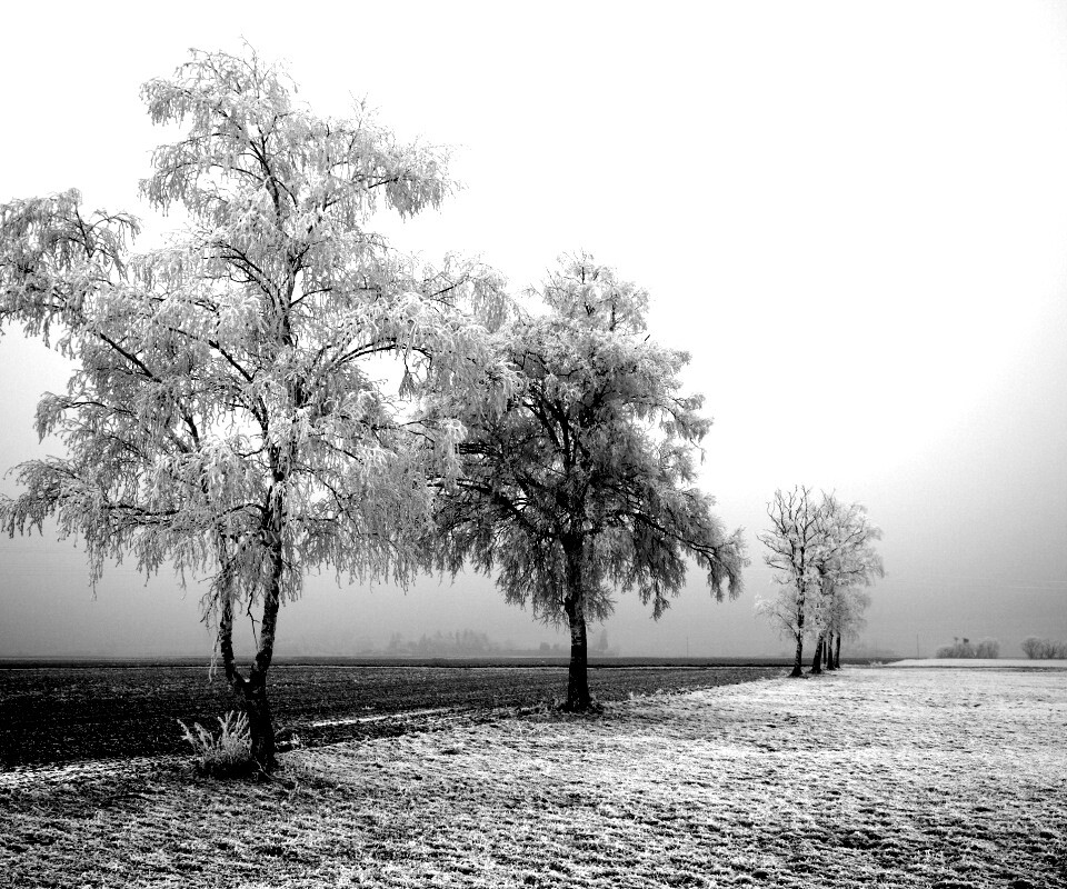 Первый снег обои