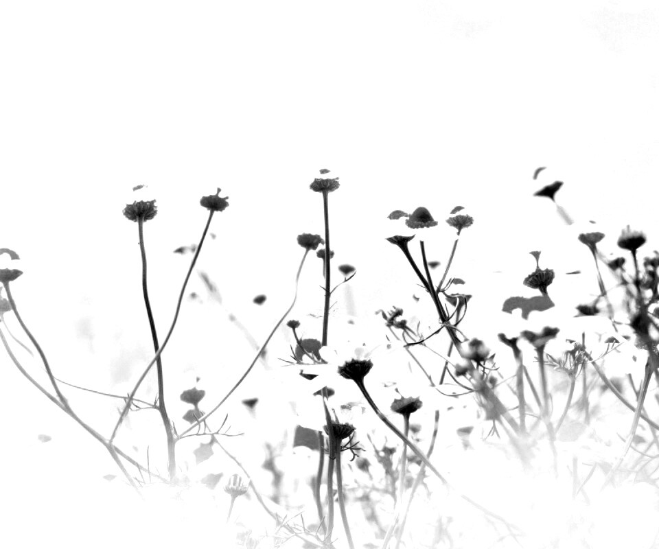 Цветочное лето обои