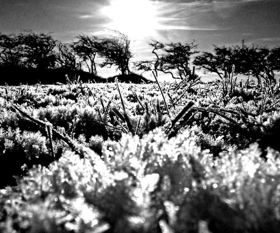 Утренний мороз обои