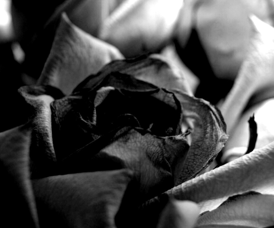 Увядающая роза обои