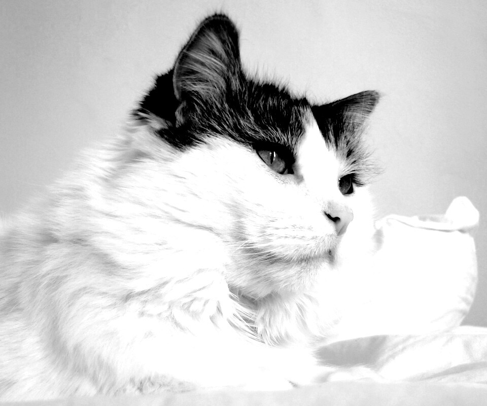 Белый кот с серой макушкой обои