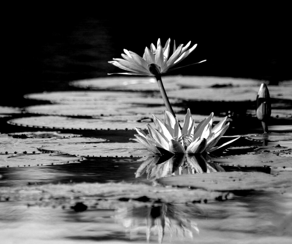 Цветущие кувшинки обои