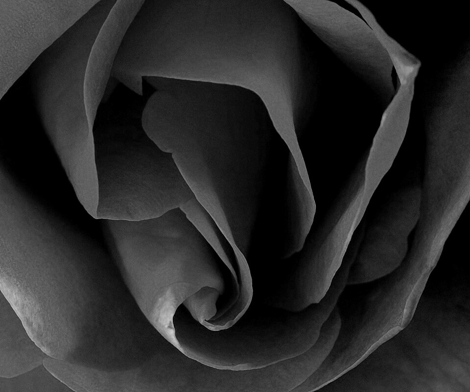 Макро фотка бутона обои