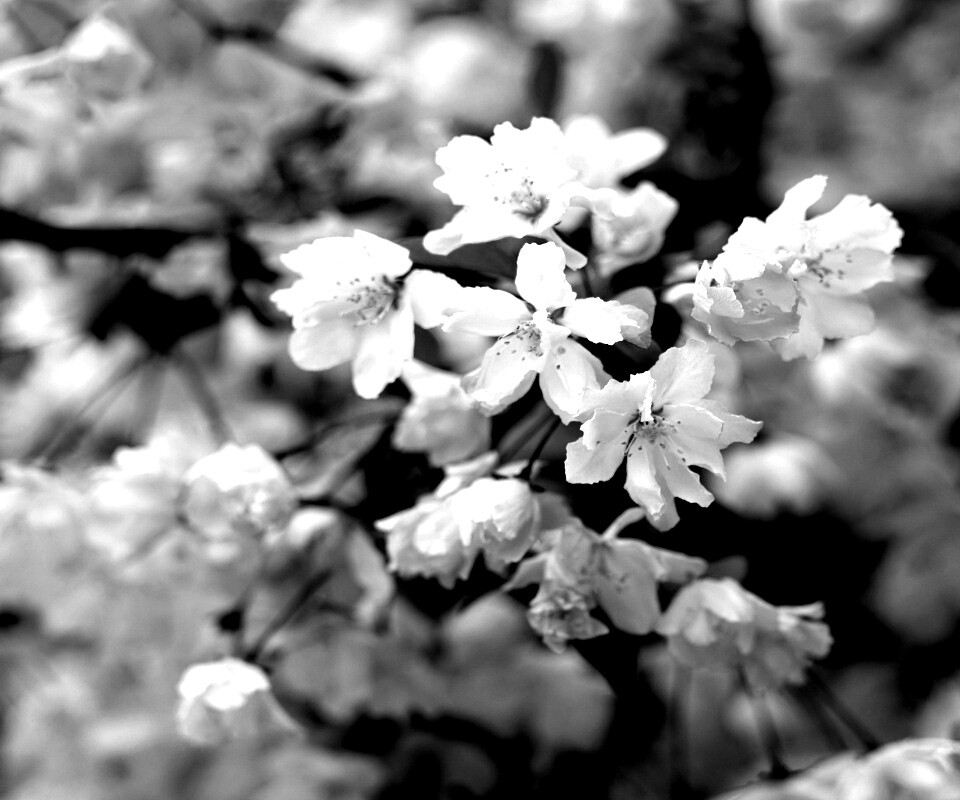 Весенние цветы обои