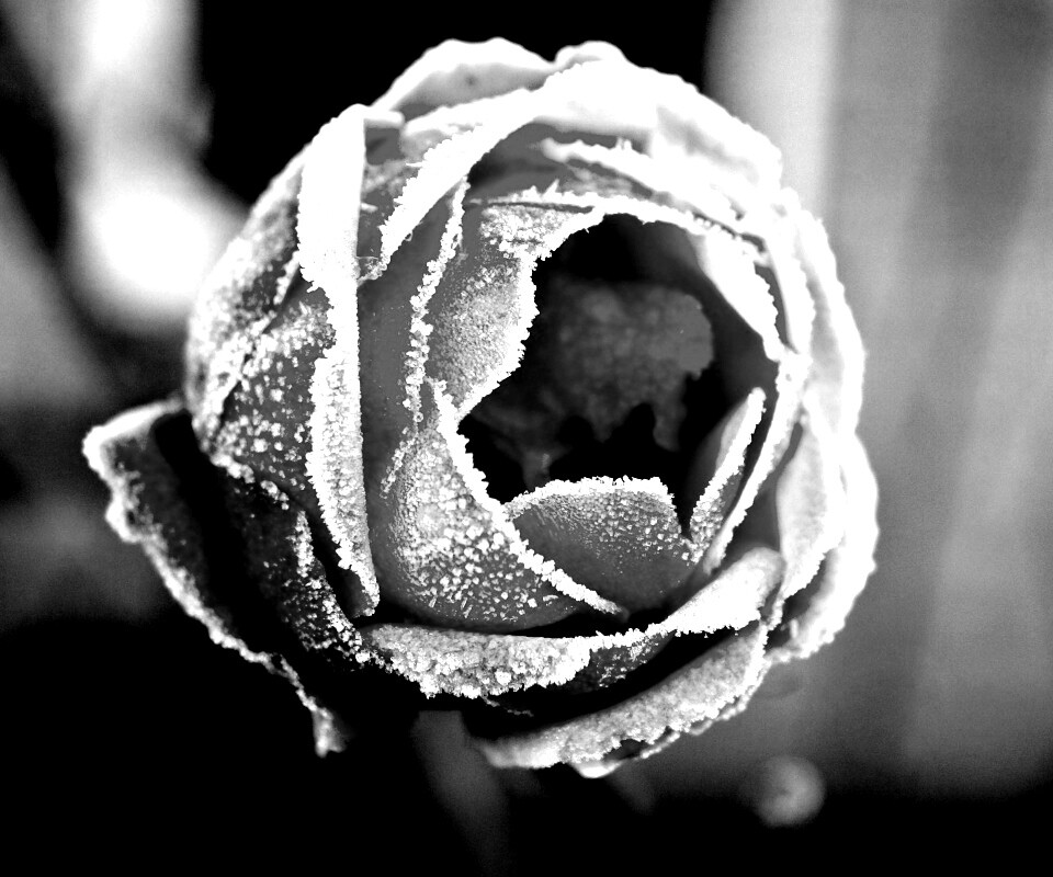 Роза в иние обои