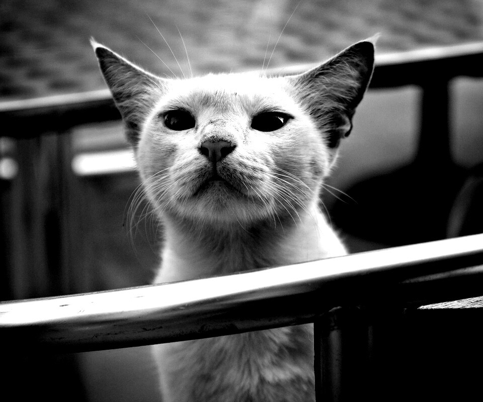 Настороженно принюхивающийся кот обои