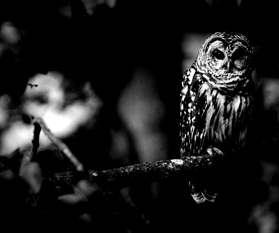 Сова на ветке обои