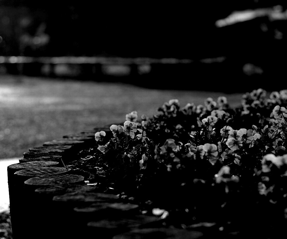 Красивая цветочная клумба обои