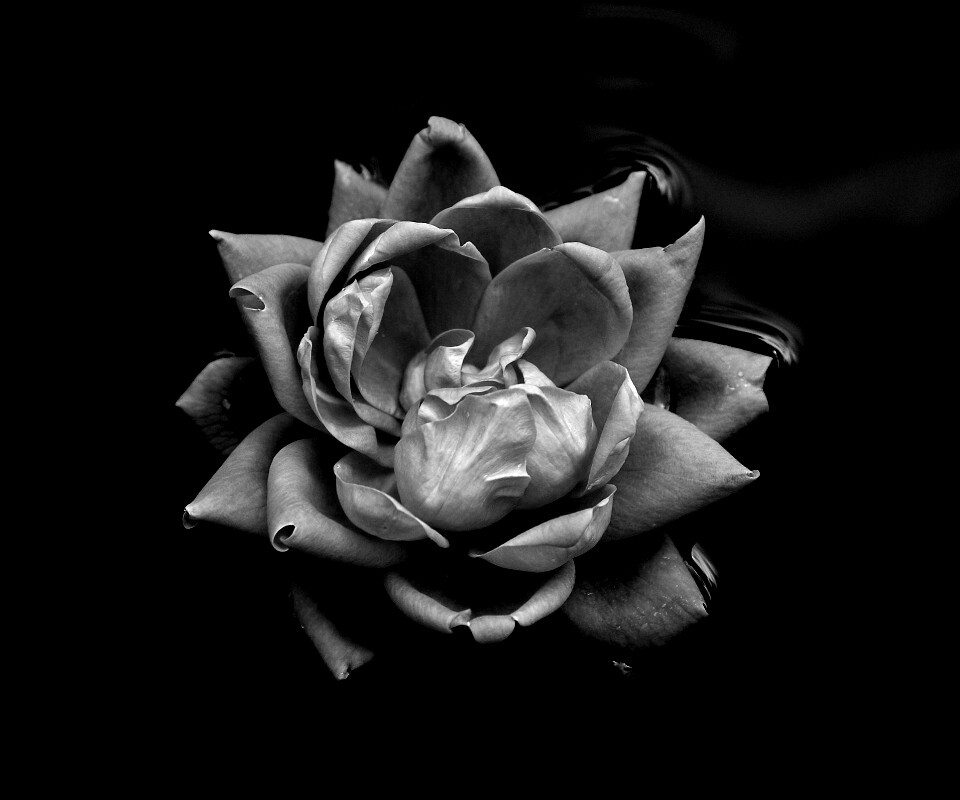 Красивый цветок на воде обои