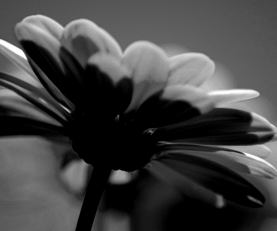 Макро-фото желтого цветка обои