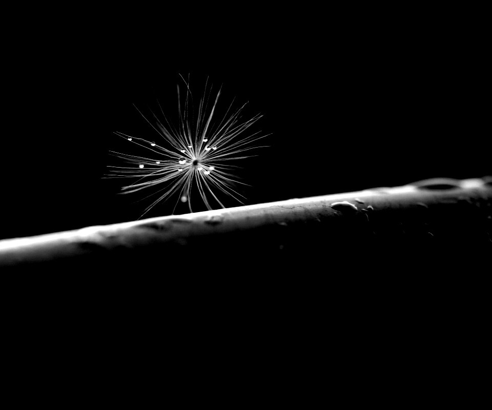 Прилипшая пушинка обои