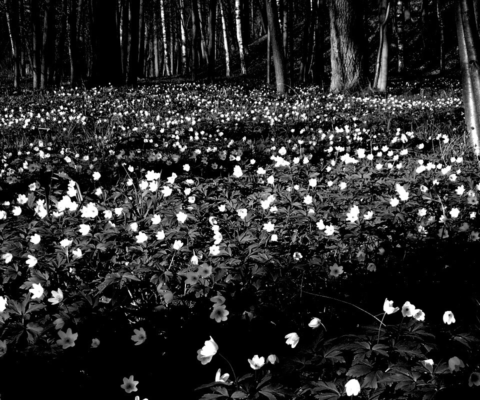 Поляна весенних цветов обои