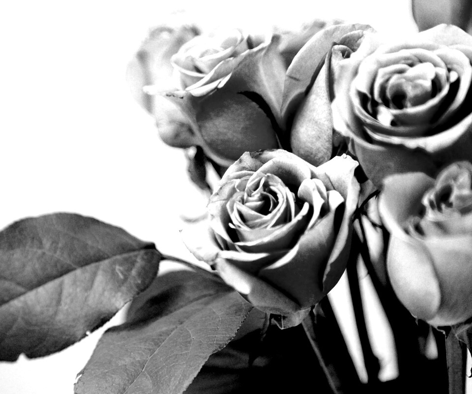 Букет розовых роз обои