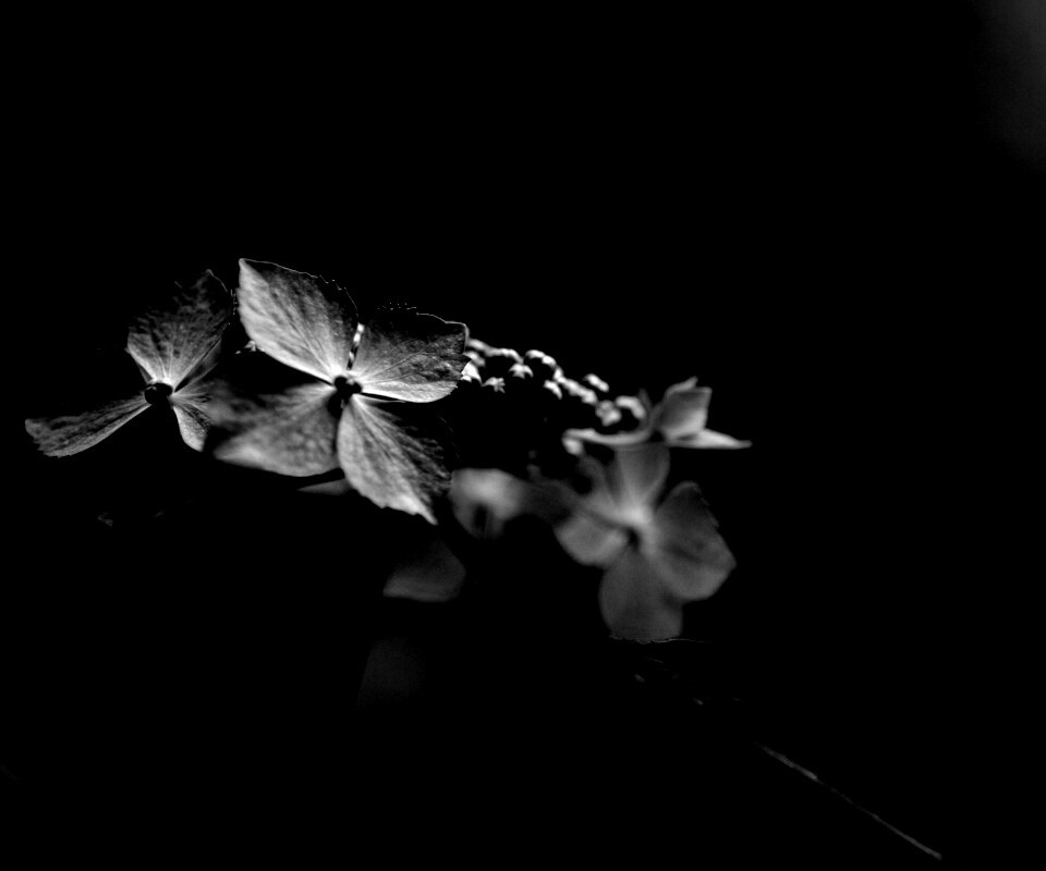 Нежно-синие цветы обои