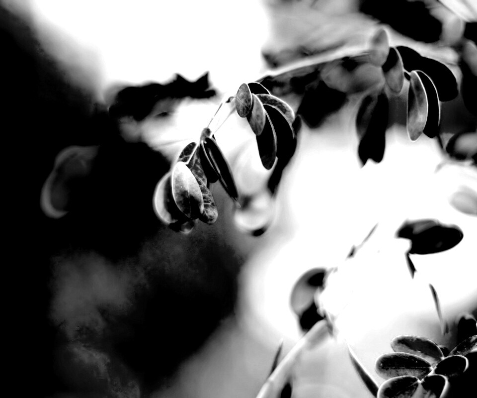 Фиолетовые листья обои