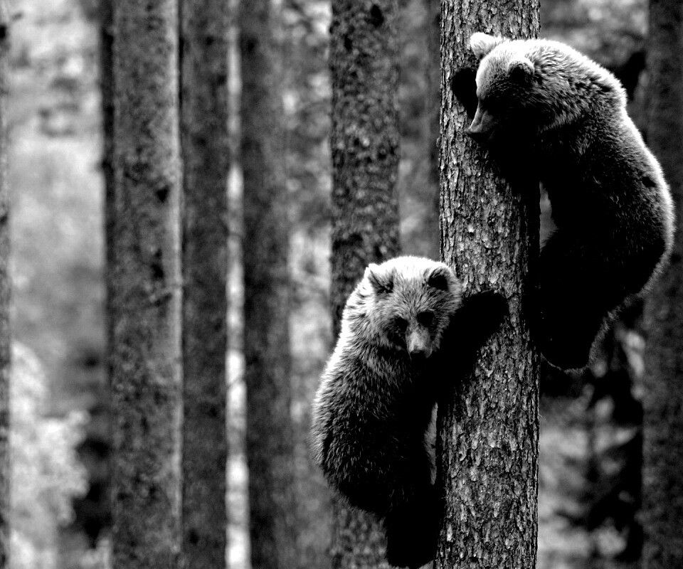 Медвежата обои