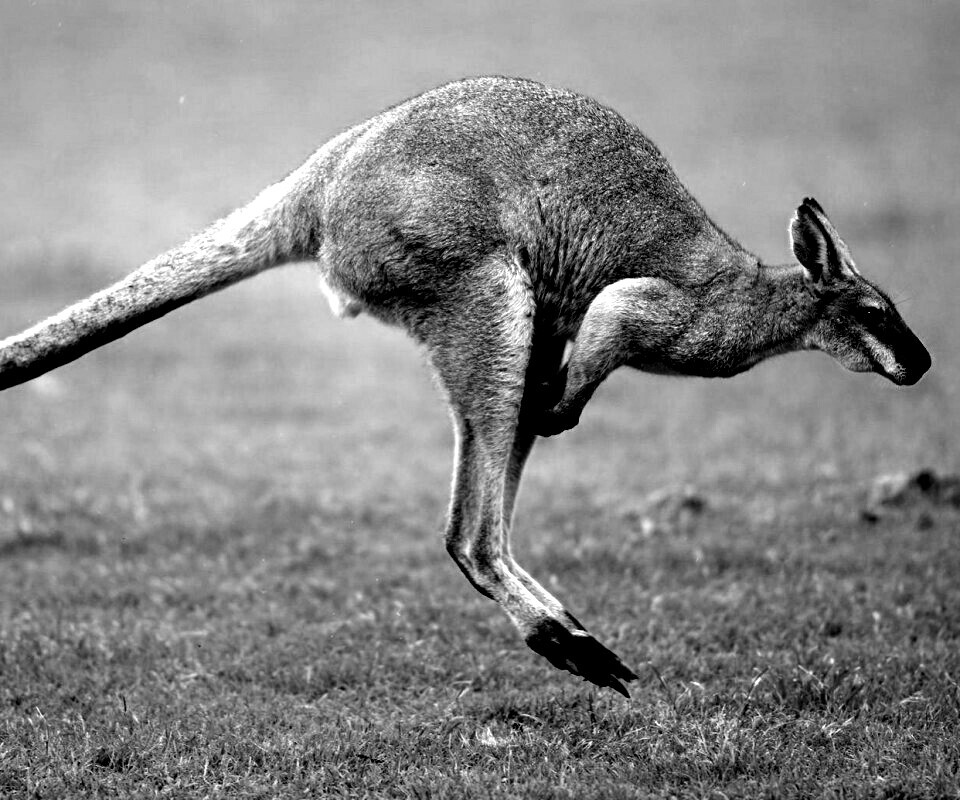 Кенгуру обои