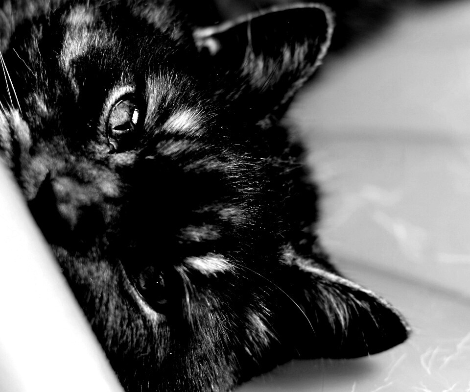 Глаза и уши обои