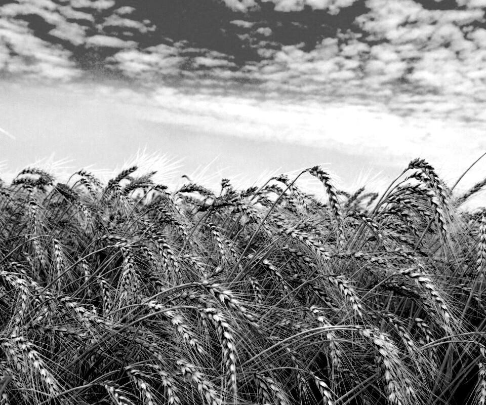 Колосья в поле обои