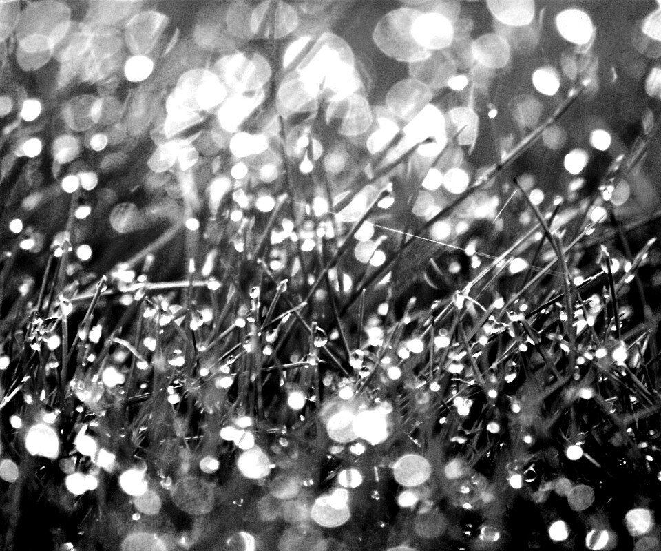 Трава в росе обои