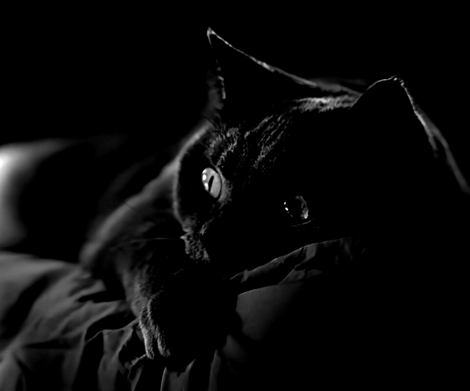 Персидский кот на кровати обои