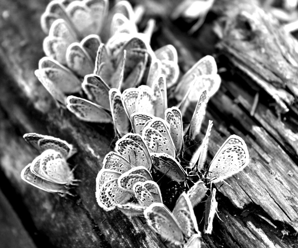 Голубые бабочки обои