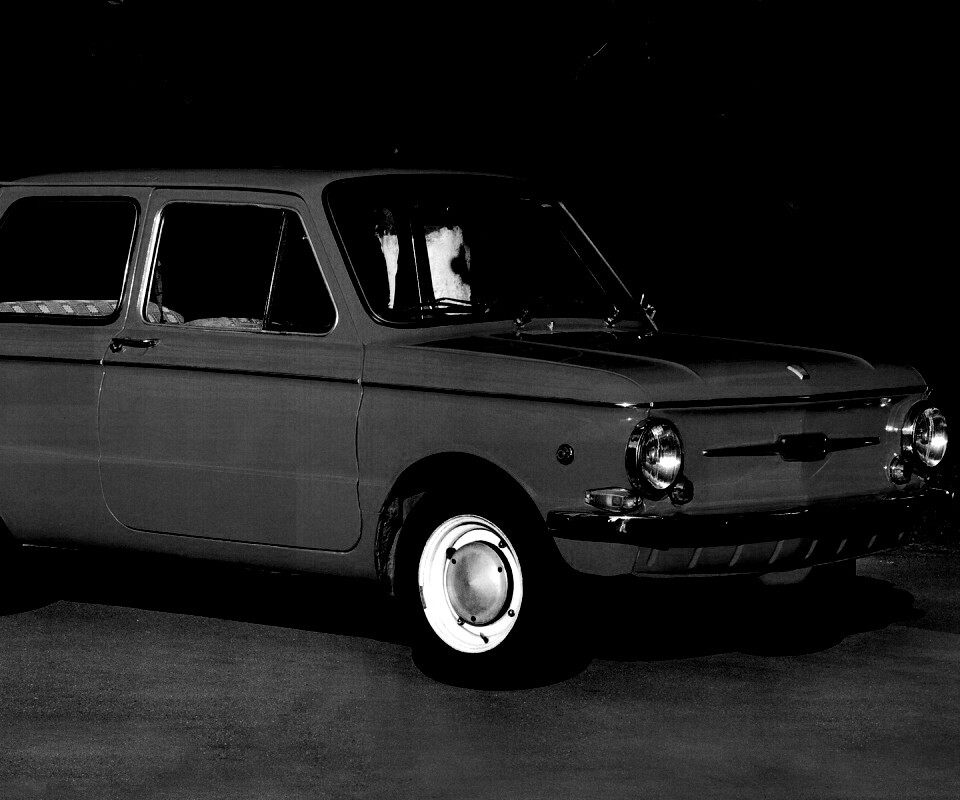 Оранжевый ушастый запорожец обои