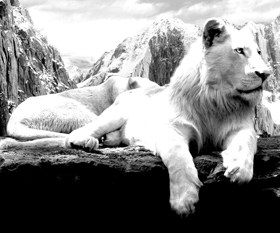 Белый лев обои