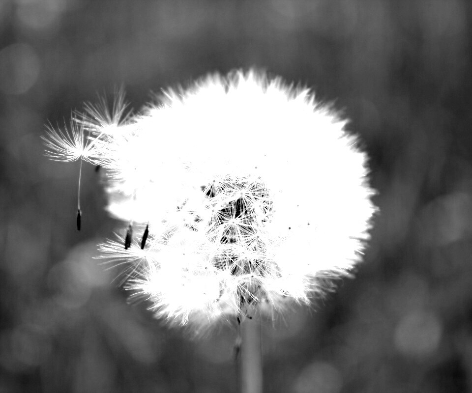 Одуванчик обои